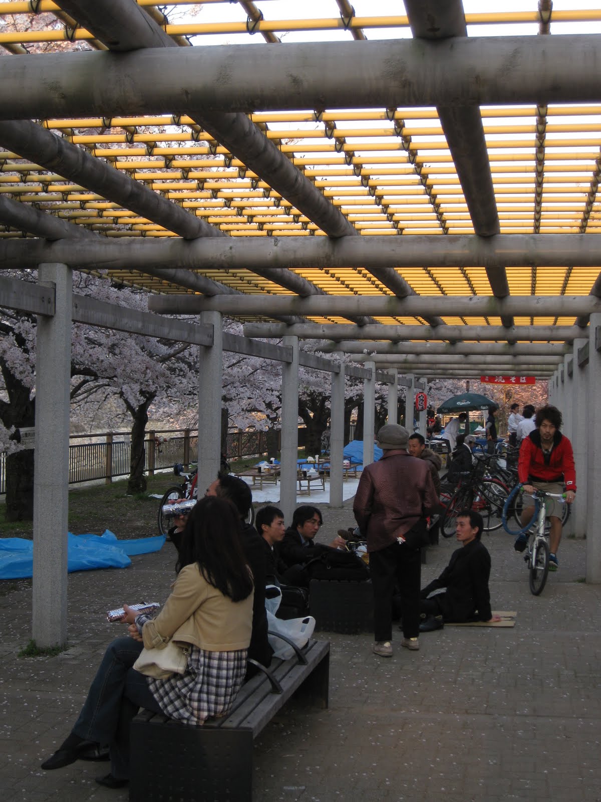 osaka cherry blossom viewing