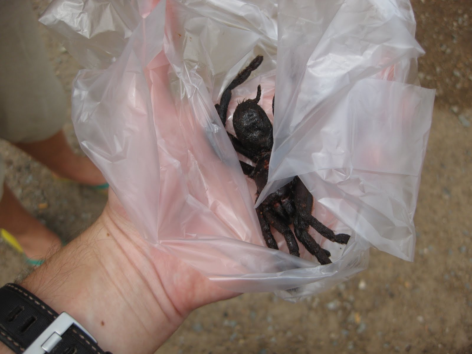tarantula in my hand